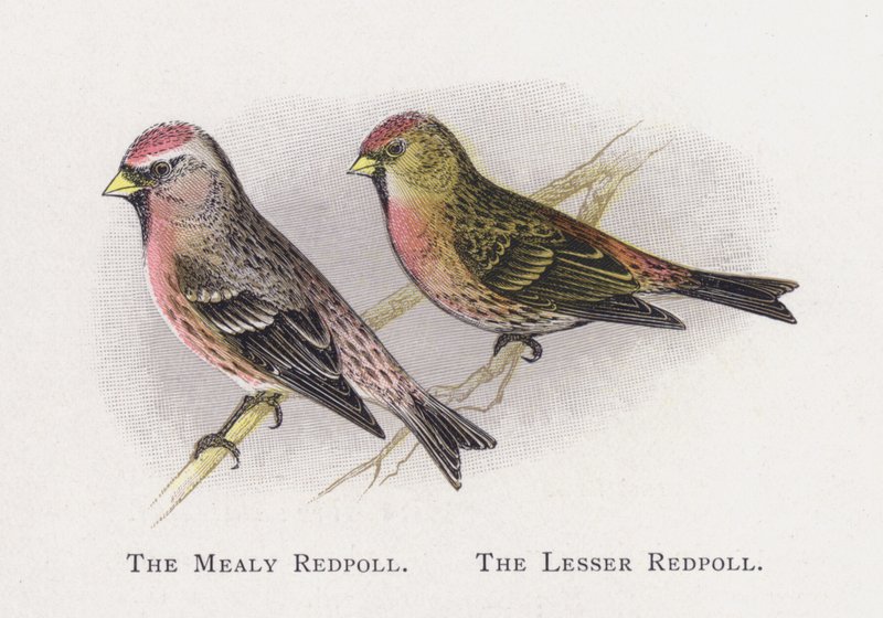 O Meadly Redpoll, o menor Redpoll de Alexander Francis Lydon