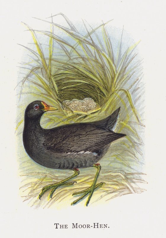 A galinha-mouro de Alexander Francis Lydon