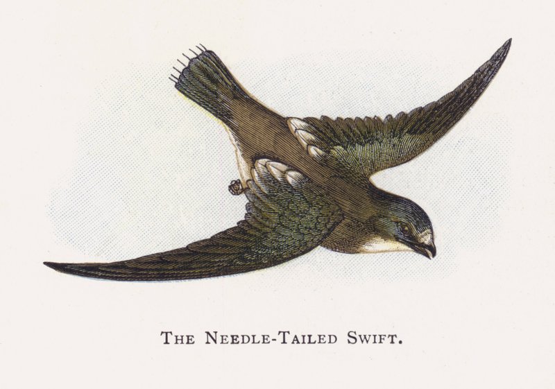 O Swift Agulha-Atada de Alexander Francis Lydon