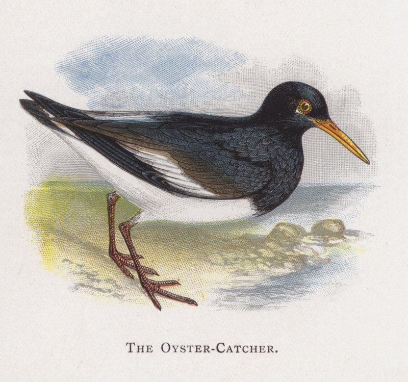 O Oyster-Catcher de Alexander Francis Lydon