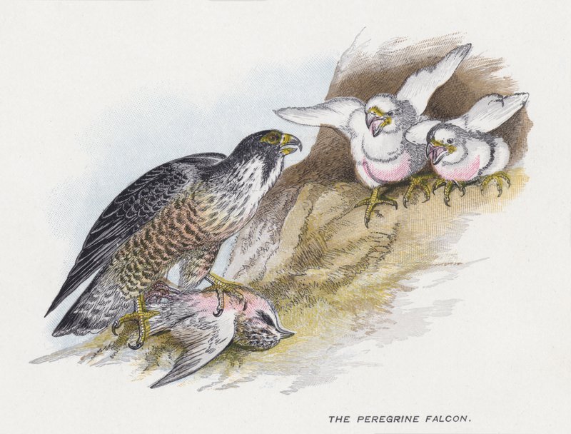O falcão peregrino de Alexander Francis Lydon