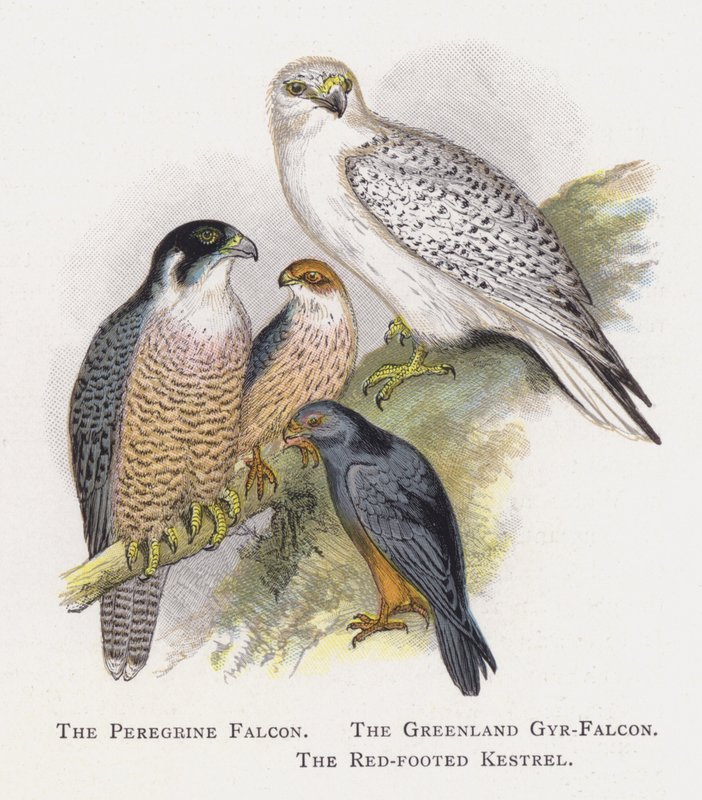 O falcão peregrino, o falcão Gyr-gronelândia, o francelho vermelho-footed de Alexander Francis Lydon