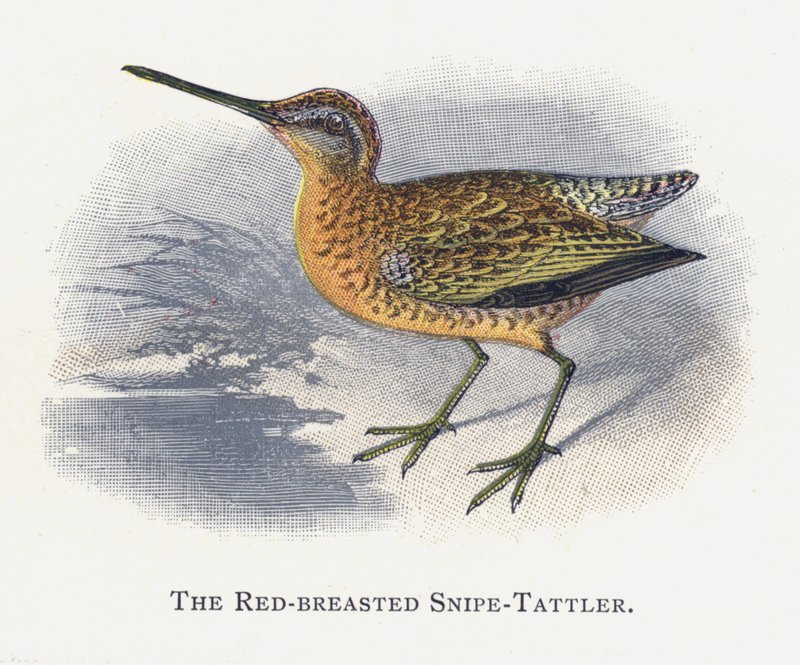 O Snipe-Tattler-de-peito-vermelho de Alexander Francis Lydon