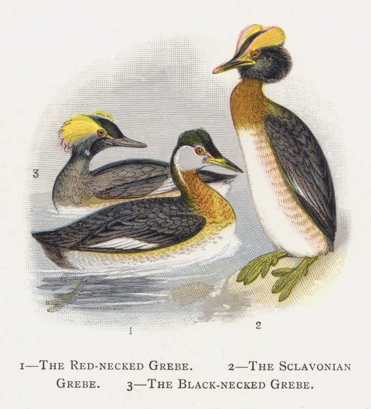 O Mergulhão-de-Pesco-vermelho, O Mergulhão Sclavoniano, O Mergulhão-de-pescoço-preto de Alexander Francis Lydon