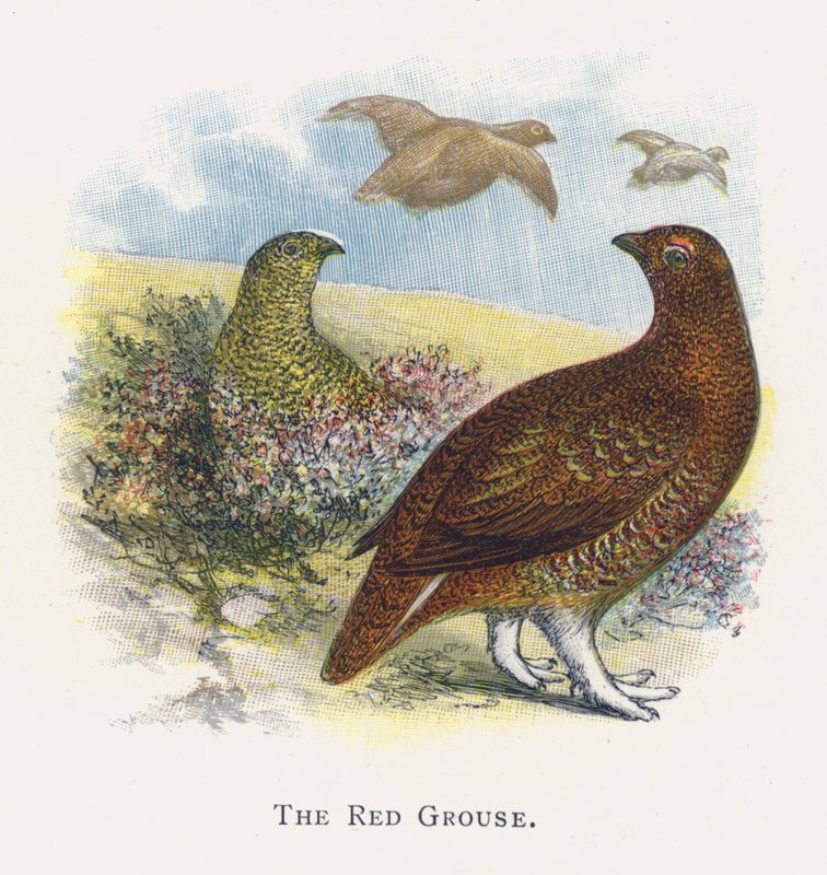 O galo vermelho de Alexander Francis Lydon