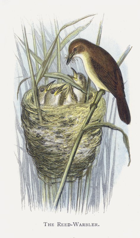 O Reed-Warbler de Alexander Francis Lydon
