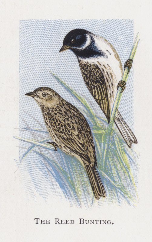 O Reed Bunting de Alexander Francis Lydon