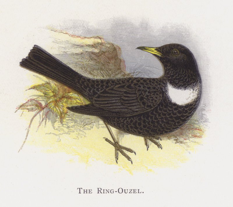O anel-Ouzel de Alexander Francis Lydon