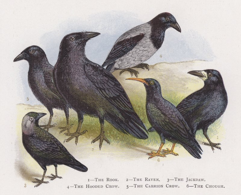 A torre, o corvo, o Jackdaw, o corvo encapuçado, o corvo de Carrion, o Chough de Alexander Francis Lydon