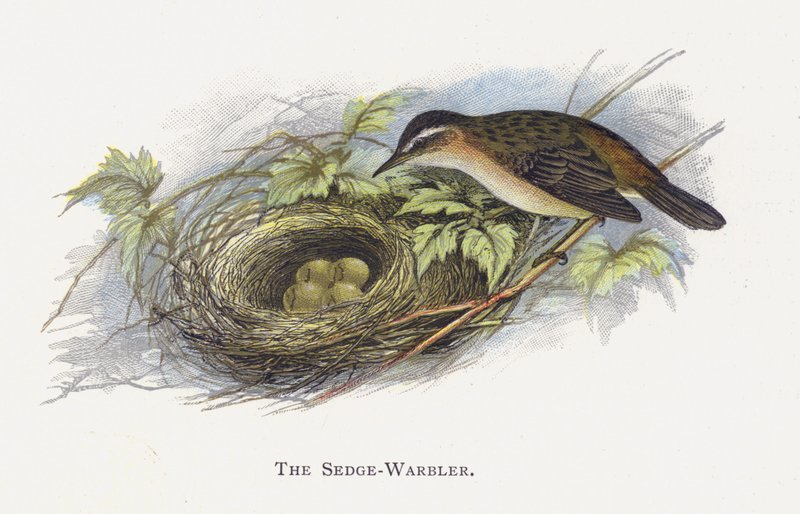 O Tedge-Warbler de Alexander Francis Lydon