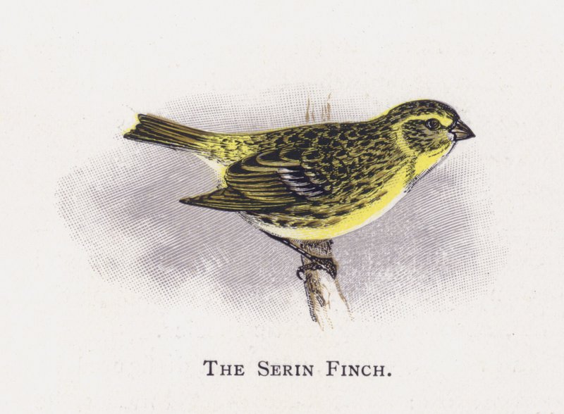 O passarinho de serina de Alexander Francis Lydon