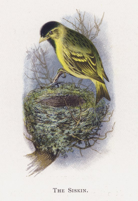 O Siskin de Alexander Francis Lydon