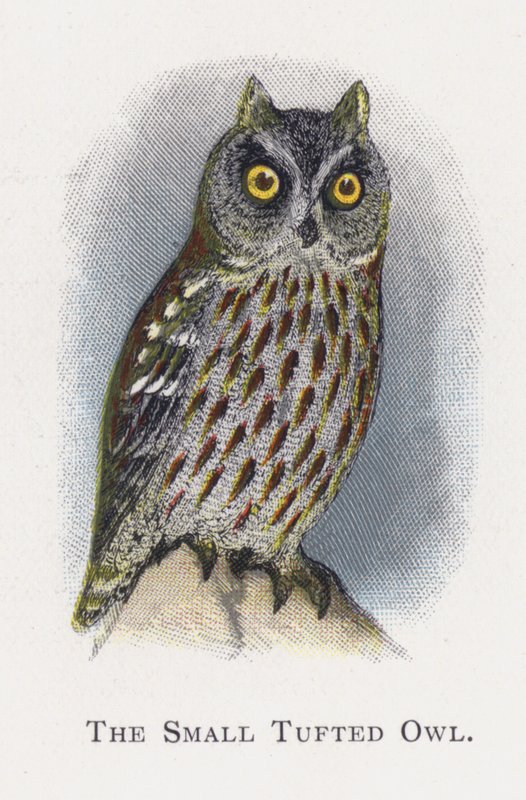 A pequena coruja adornada de Alexander Francis Lydon