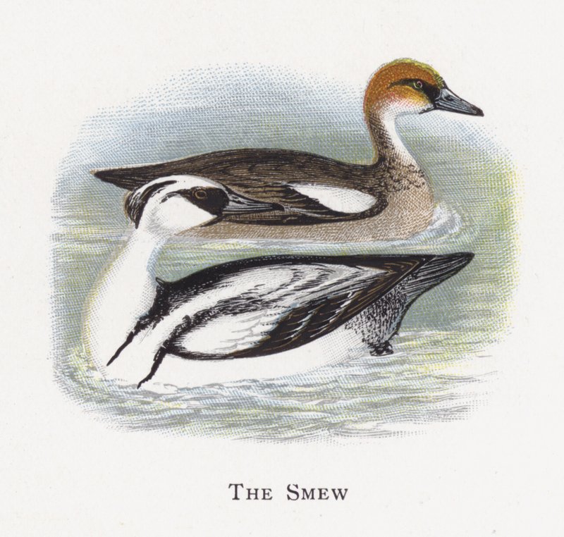 The Smew de Alexander Francis Lydon