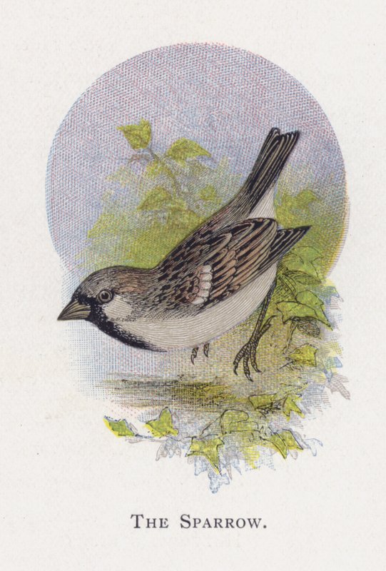 O pardal de Alexander Francis Lydon
