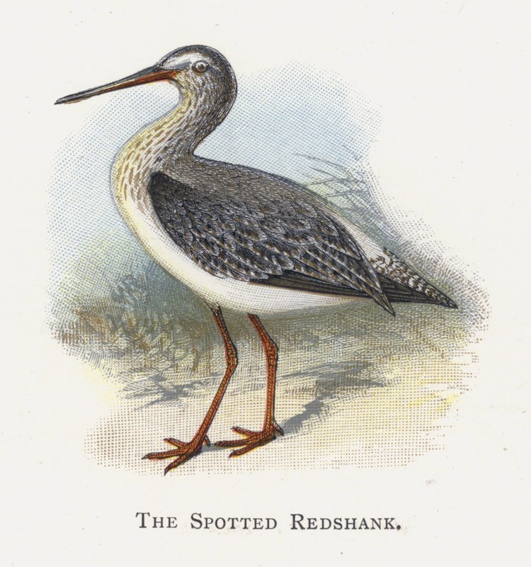 O Redshank Manchado de Alexander Francis Lydon