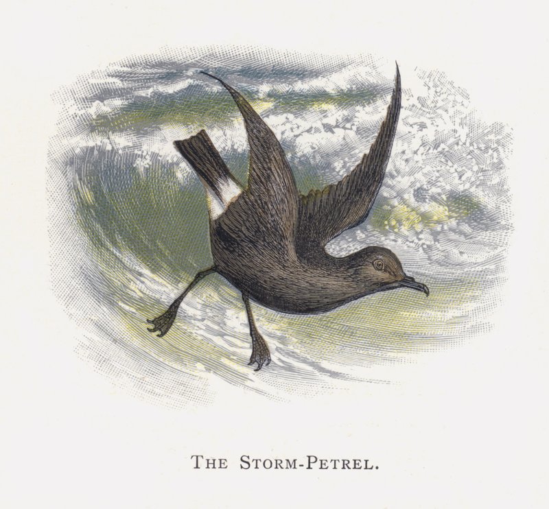 O Petrel Tempestuoso de Alexander Francis Lydon
