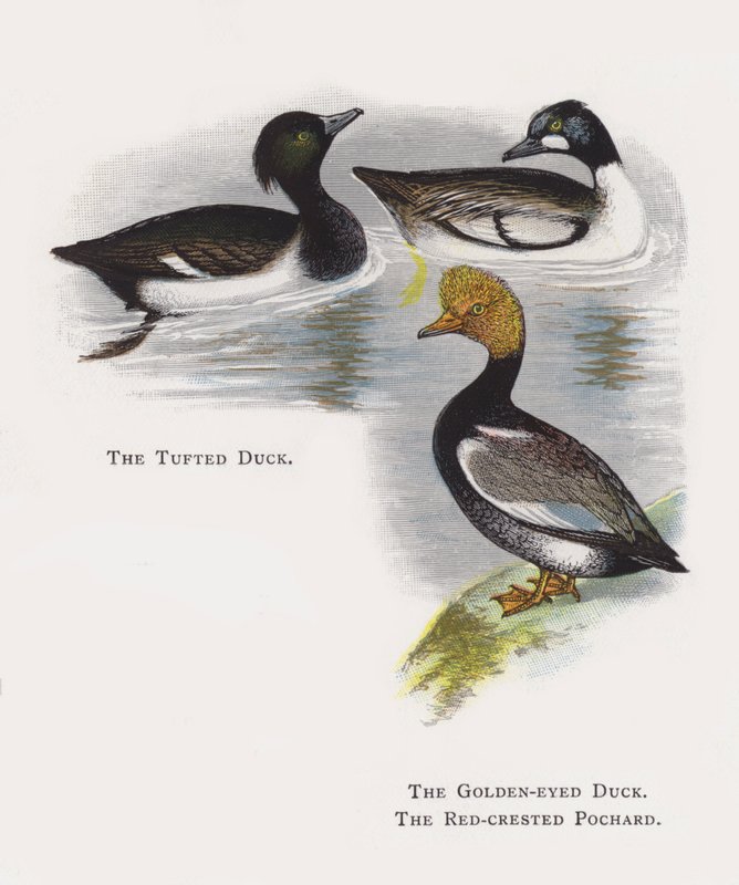 O pato tufado, o pato de olhos dourados, o larro de crista vermelha de Alexander Francis Lydon