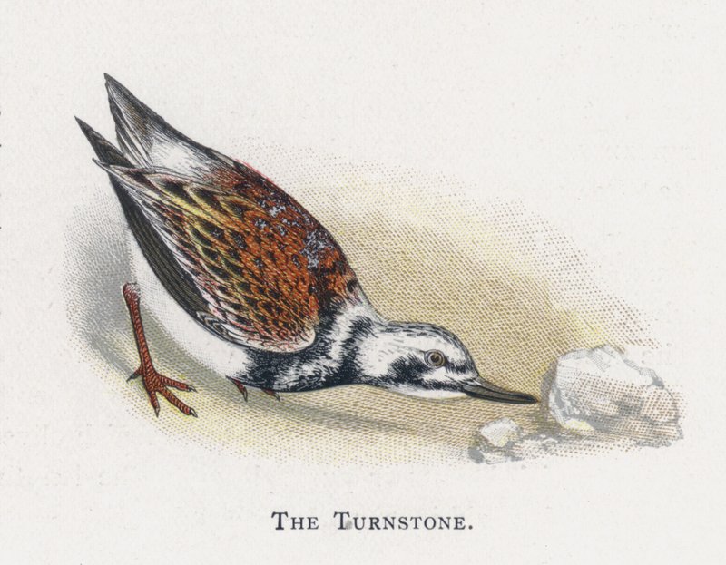 The Turnstone de Alexander Francis Lydon