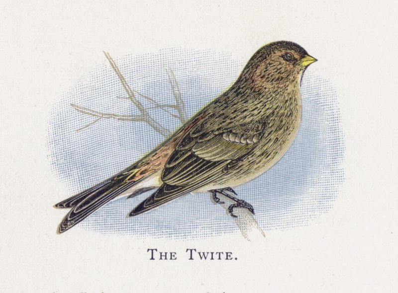 The Twite de Alexander Francis Lydon