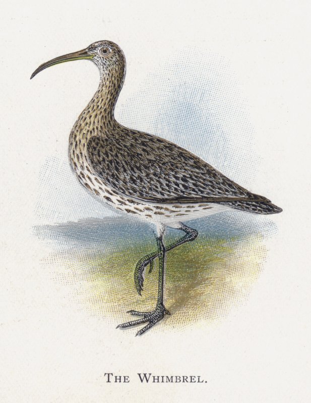 The Whimbrel de Alexander Francis Lydon