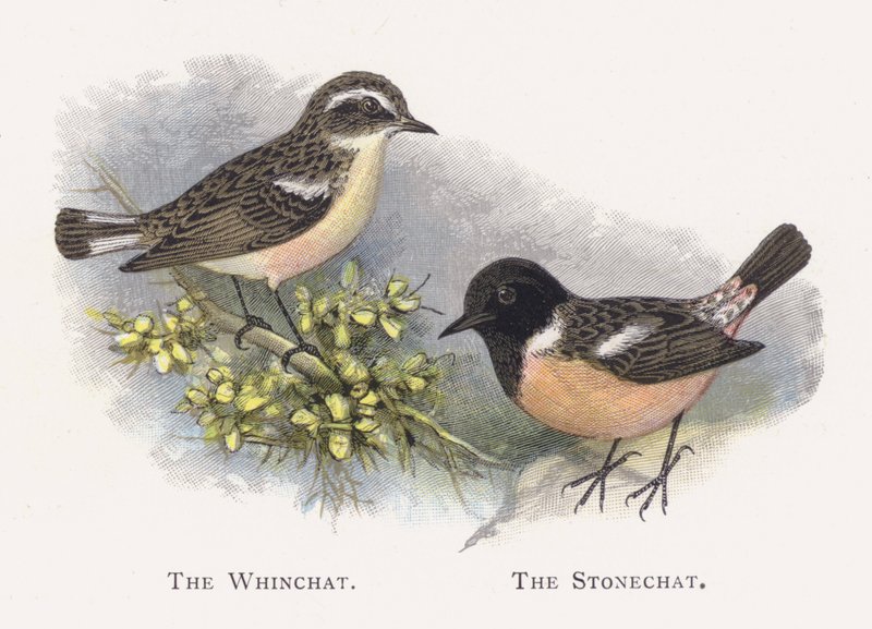 O Whinchat, o Cartaxo de Alexander Francis Lydon
