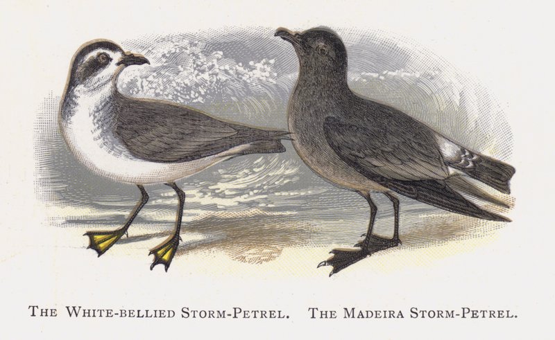 O Petrel-Tempestade-de-barriga-branca, O Petrel-Tempestade da Madeira de Alexander Francis Lydon
