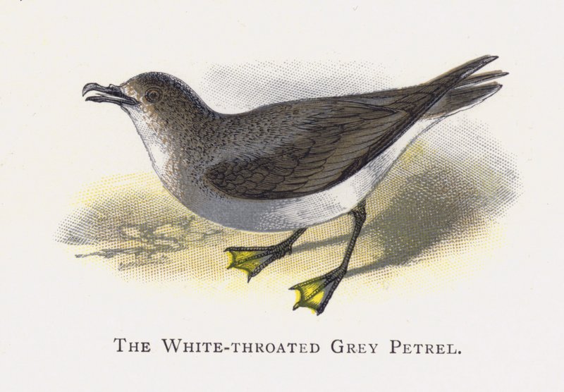 O Petrel Cinzento Branco-throated de Alexander Francis Lydon