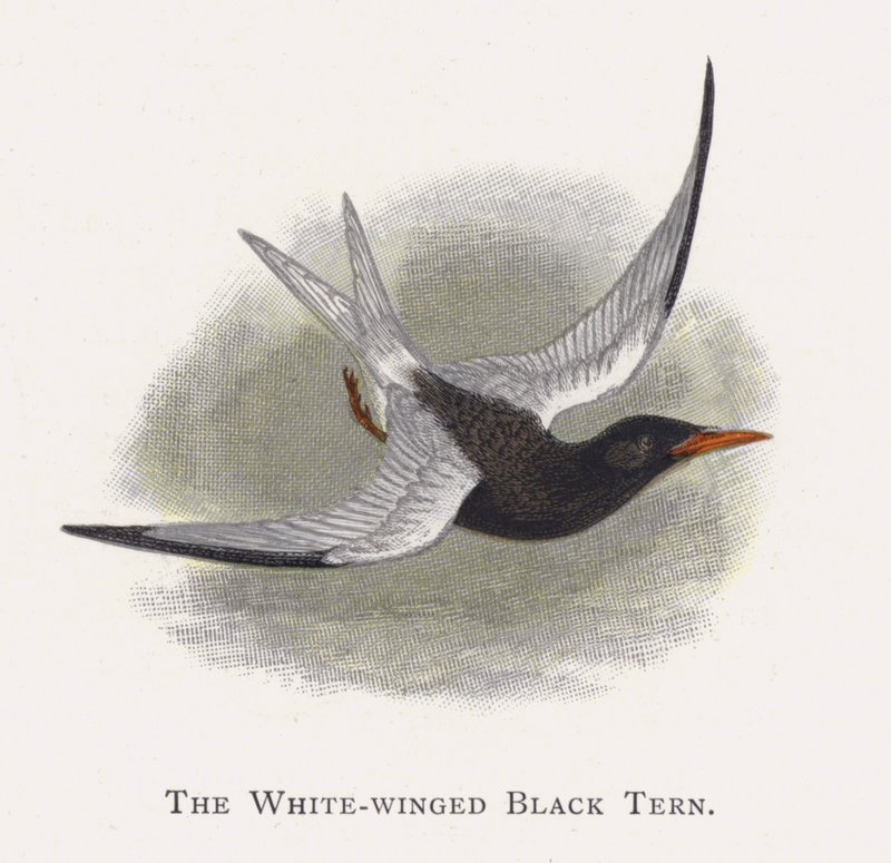 A andorinha-negra-de-asa-branca de Alexander Francis Lydon