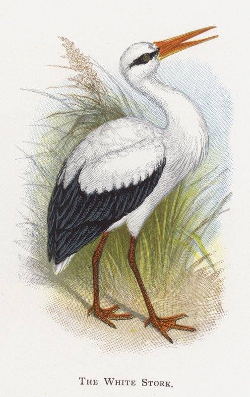A cegonha-branca de Alexander Francis Lydon