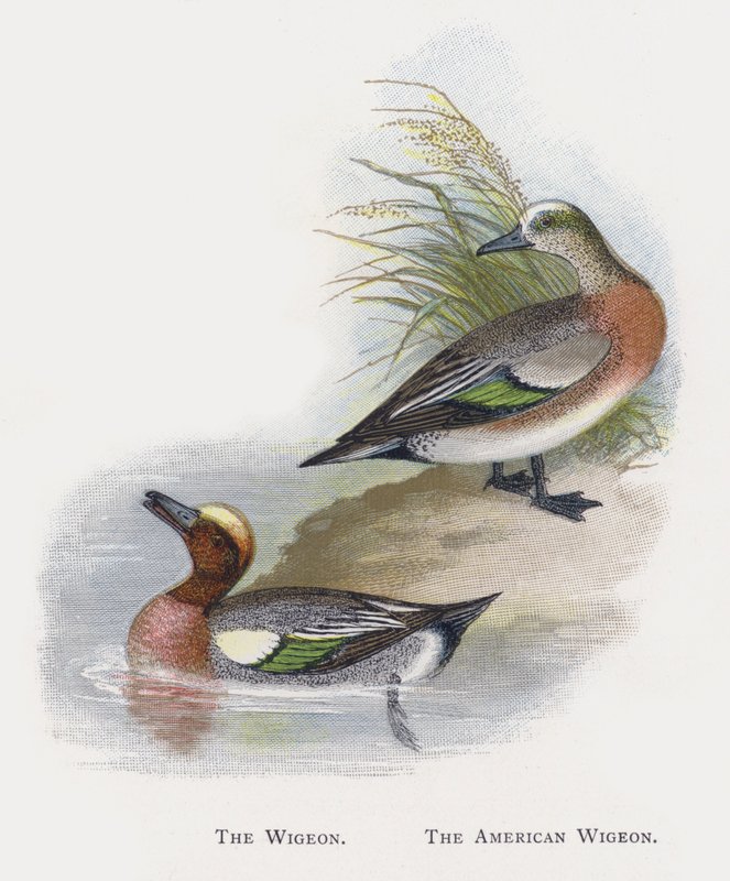 O Wigeon, o Wigeon americano de Alexander Francis Lydon