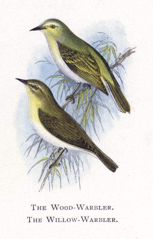 O Wood-Warbler, o salgueiro-Warbler de Alexander Francis Lydon