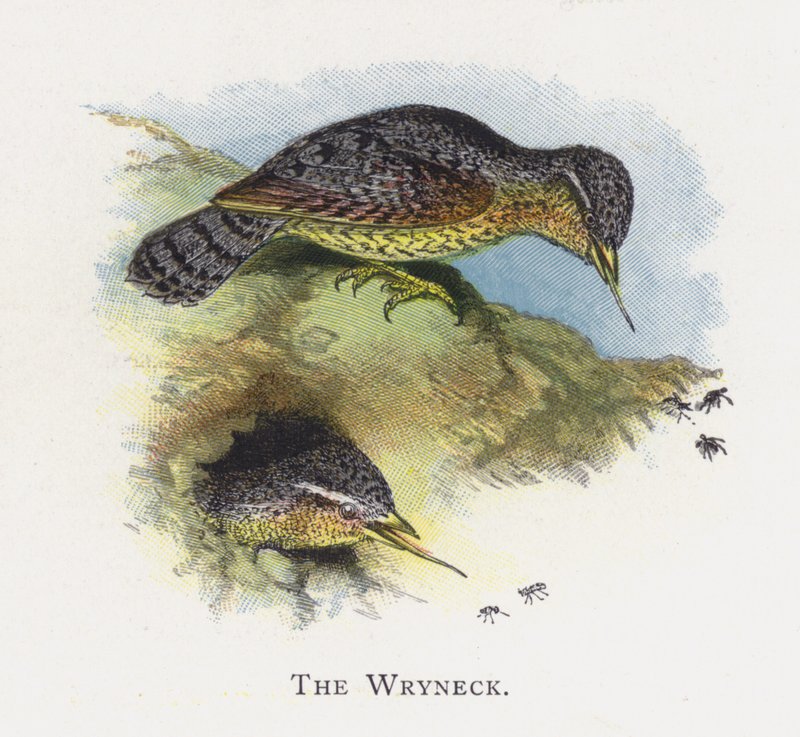 O Wryneck de Alexander Francis Lydon
