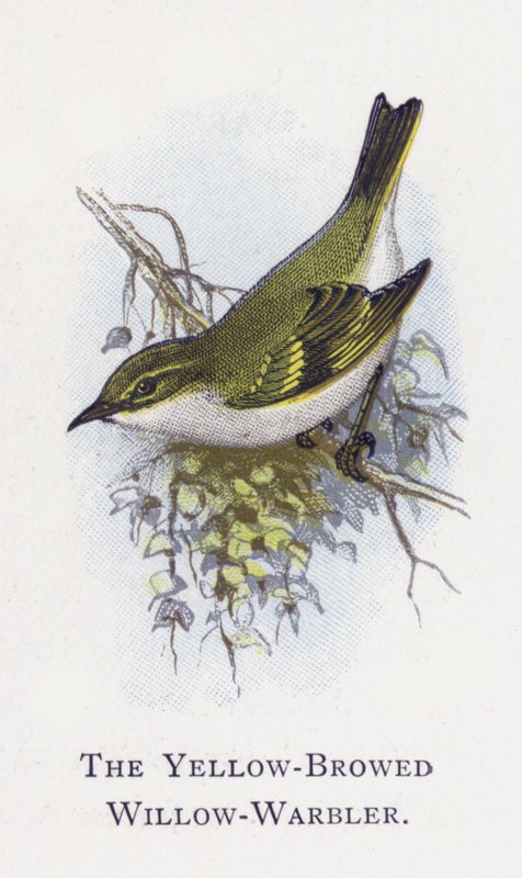 O Salgueiro Amarelo-Sobrancelhudo-Warbler de Alexander Francis Lydon