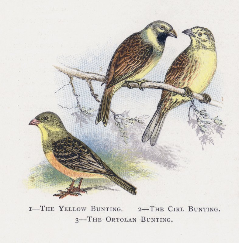 O Yellow Bunting, O Cirl Bunting, O Ortolan Bunting de Alexander Francis Lydon