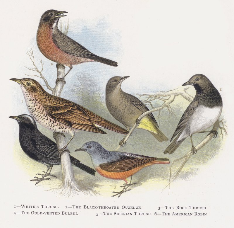 Whims Brancos, Ouzelze-de-garganta-preta, O Thrush Rock, O Bulbul De Ouro-vented, O Thrush Siberiano, O Robin Americano de Alexander Francis Lydon