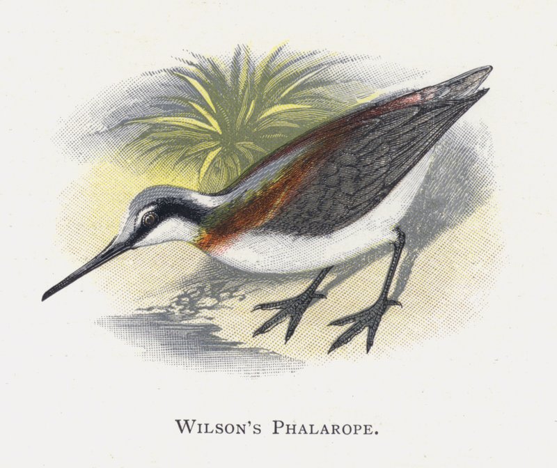 Wilsons Phalarope de Alexander Francis Lydon