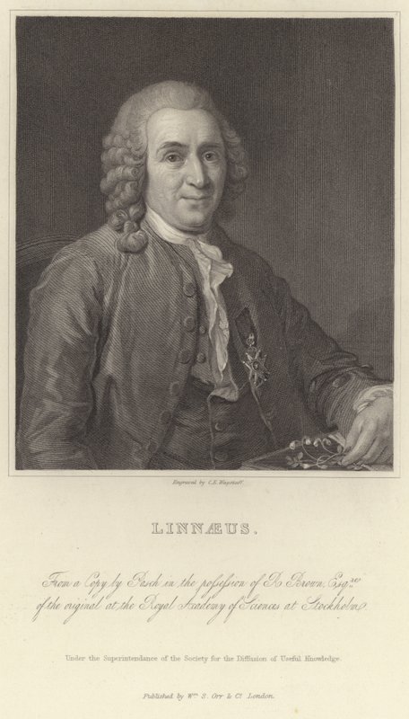 Linnaeus de Alexander Roslin