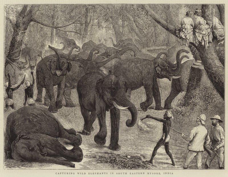 Capturando Elefantes Selvagens no Sudeste de Mysore, Índia de Alfred Chantrey Corbould