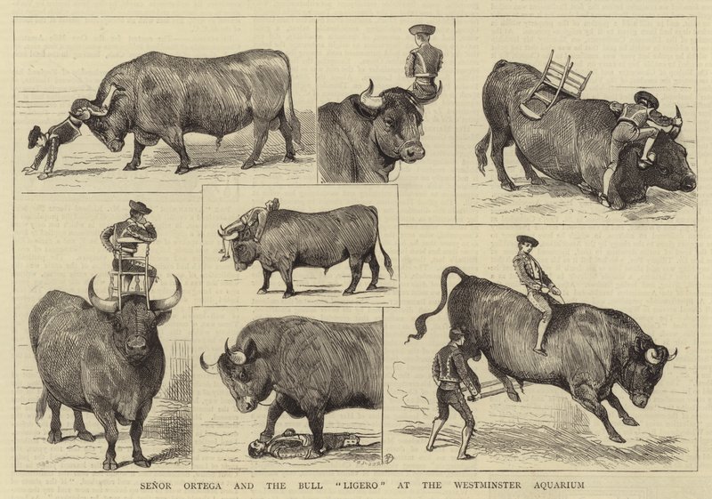 Senor Ortega e o Bull Ligero no aquário de Westminster de Alfred Chantrey Corbould
