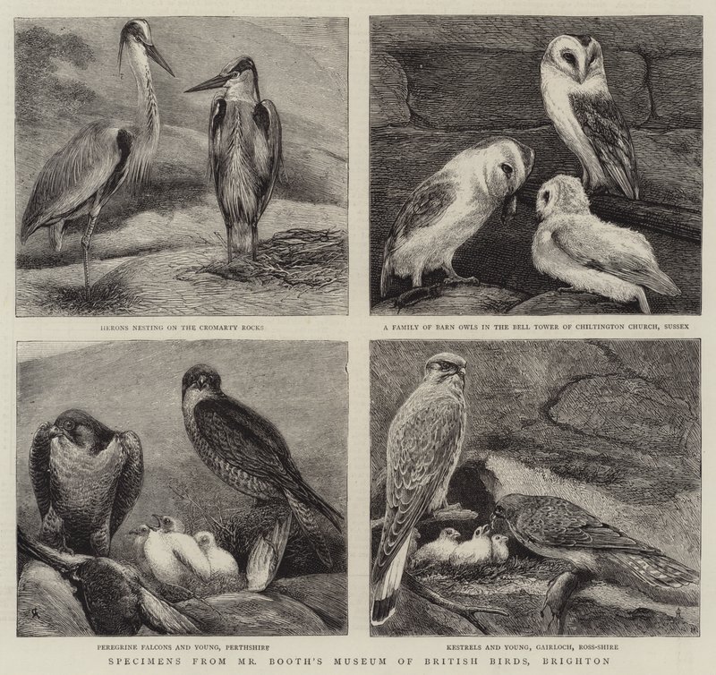Espécimes do Museu de Aves Britânicas do Sr. Booth, Brighton de Alfred Chantrey Corbould