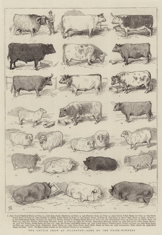The Cattle Show em Islington, alguns dos vencedores do prêmio de Alfred Chantrey Corbould