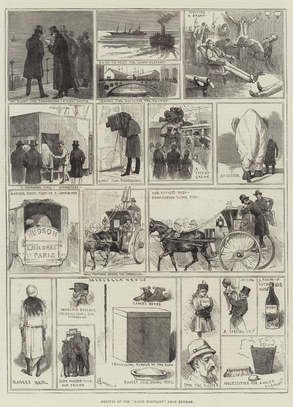 Chegada do elefante branco de Burmah de Alfred Courbould