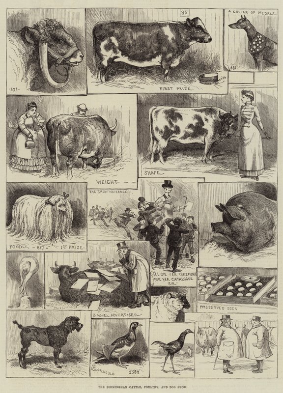 O gado de Birmingham, aves domésticas e exposição de cães de Alfred Courbould