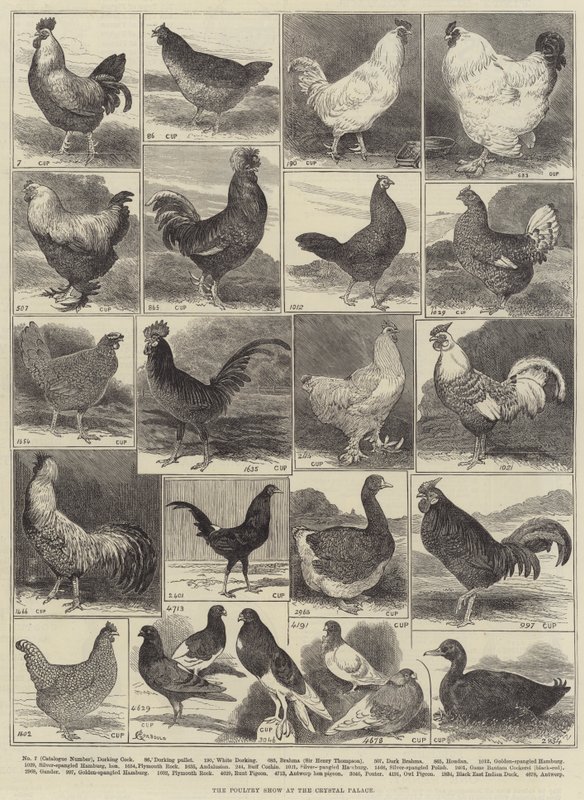 O Show de Aves no Palácio de Cristal de Alfred Courbould