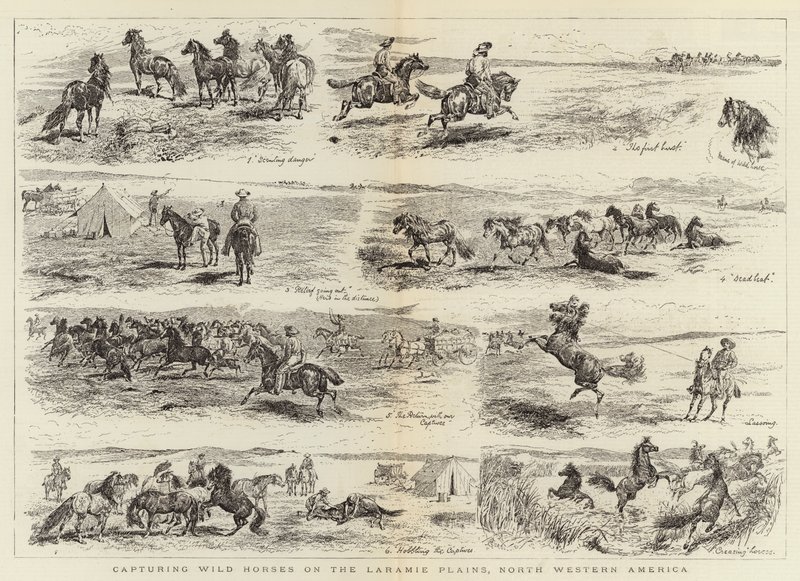 Capturando Cavalos Selvagens nas Planícies de Laramie, North Western America de Alfred Chantrey Corbould