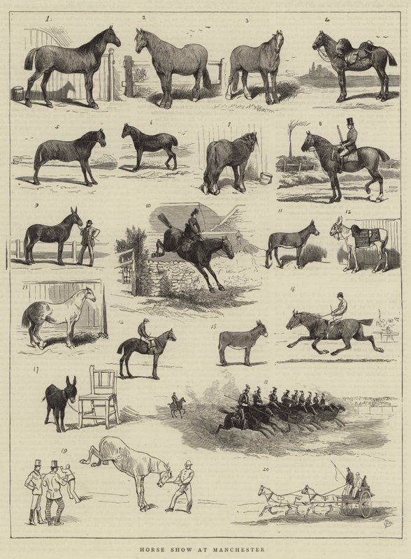 Horse Show em Manchester de Alfred Chantrey Corbould