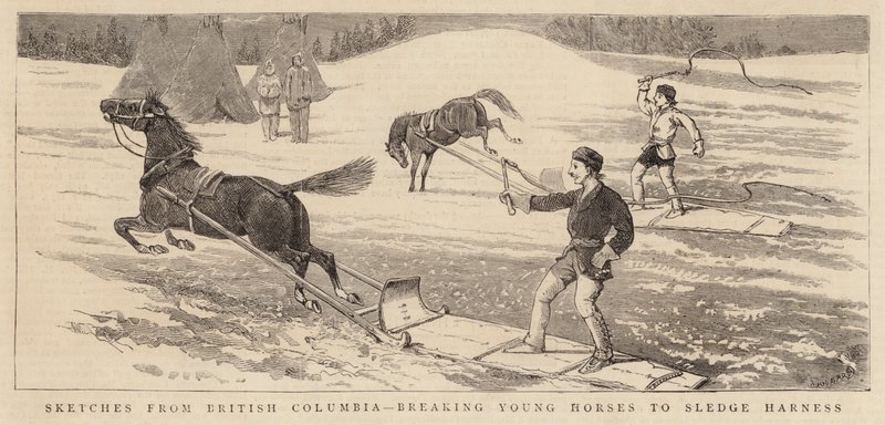 Esboços da Colúmbia Britânica, quebrando os Young Horses para Sledge Harness de Alfred Chantrey Corbould