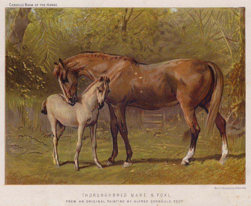 Égua e potro puro-sangue (cor litho) de Alfred Chantrey Corbould