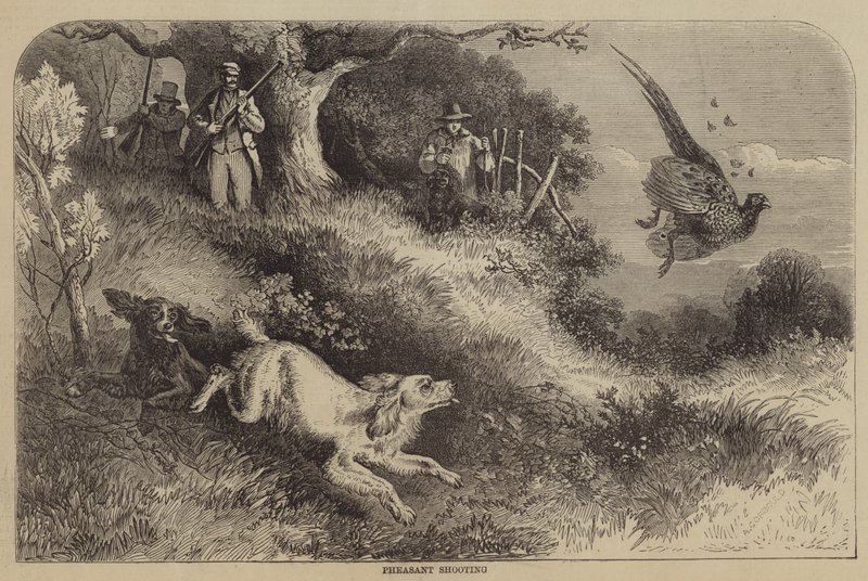 Tiro de faisão de Alfred Courbould